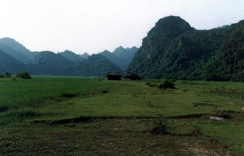 Cat Ba - rov pole