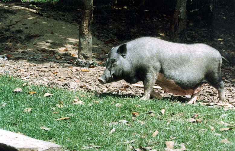 Dungle stednho Vietnamu - vesnice kmene Bru